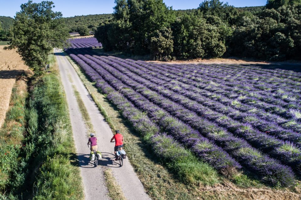 Cyclistes photographiés du ciel roulant le long d'un champ de lavandes en fleur