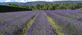 Champs de lavande