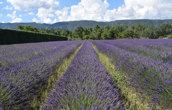 Champs de lavande